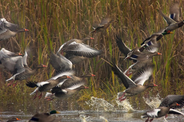Fototapeta premium The greylag goose take off in fog from the lake