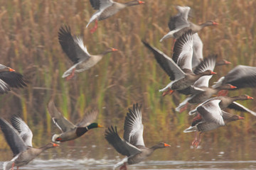 Obraz premium The greylag goose take off in fog from the lake
