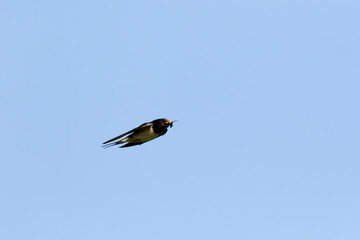 The barn swallow on a hunt