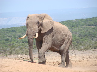 Fototapeta na wymiar Elephant at waterhole in Addo Elephant NP
