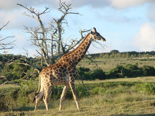 Giraffe
