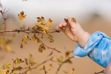 baby breaking leaves off branch
