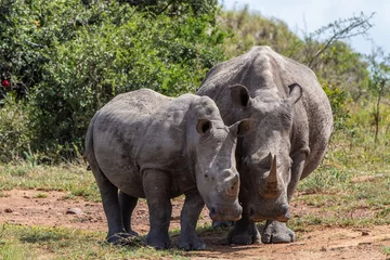 Selbstklebende Fototapeten rhino mother and son © Matthias