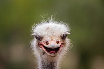 Deurstickers ostrich face © Matthias