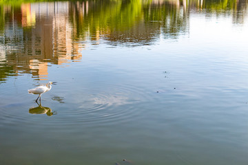 Garça branca pescando na lagoa com o seu reflexo na água