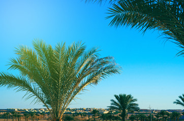 Palm leaves tree green nature on sky background