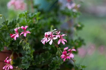 Fototapeta premium Kwitnące różowe Geranium Bodziszek Pelargonia