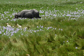Water Buffalo in water hyacinth, vietnam