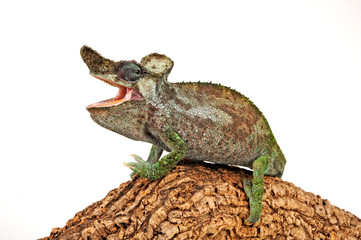Strange-horned chameleon / Einhornchamäleon (Kinyongia xenorhina) © bennytrapp