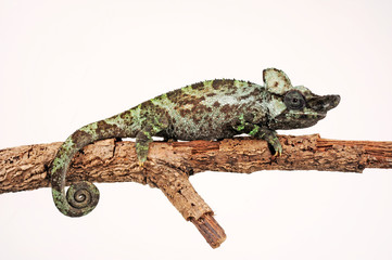 Strange-horned chameleon / Einhornchamäleon (Kinyongia xenorhina) © bennytrapp