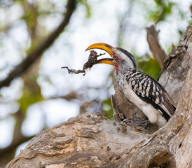 hornbill eating