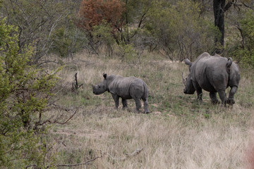 Obraz premium rhino mother and baby