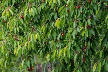 Small red ripe cherries with tree branches and green leaves in a summer garden in a cloudy day, natural background with organic healthy food