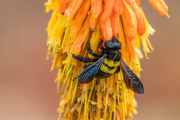 bumblebee