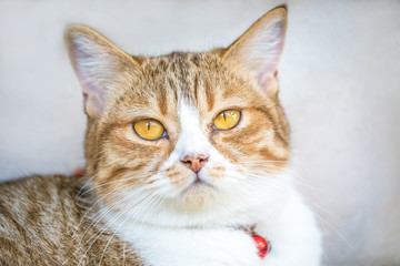 Closeup portrait of a beautiful cat..