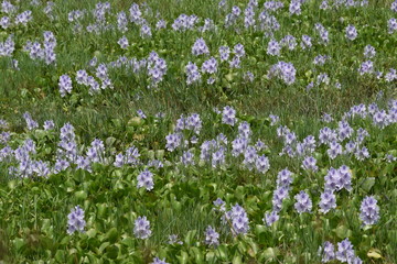 water hyacinth field
