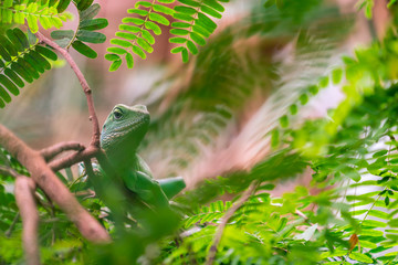 A green iguana lizard sitting in a tree