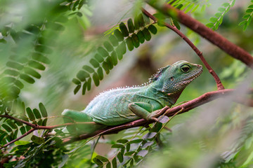 Fototapeta premium A green iguana lizard sitting in a tree