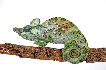 Strange-horned chameleon / Einhornchamäleon (Kinyongia xenorhina) © bennytrapp