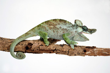 Strange-horned chameleon / Einhornchamäleon (Kinyongia xenorhina) © bennytrapp