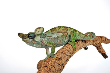 Strange-horned chameleon / Einhornchamäleon (Kinyongia xenorhina) © bennytrapp