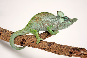 Strange-horned chameleon / Einhornchamäleon (Kinyongia xenorhina) © bennytrapp