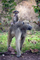 Chacma Baboon - Botswana - Africa