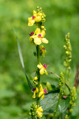 Closeup of moth mullein flowers (Verbascum blattaria)