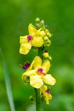 Closeup of moth mullein flowers (Verbascum blattaria)