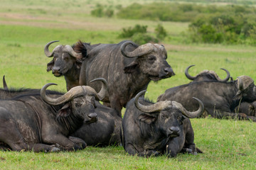 Obraz premium Wild african Buffalos grasing in Masai Mara