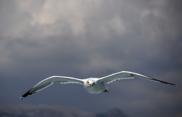 Seagulls flying and hovering in the sky