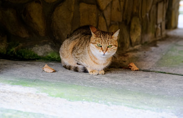 Red cat in the garden on the nature. Egyptian Mau. A series of relaxing shots 6 Treatment for cats, veterinary medicine