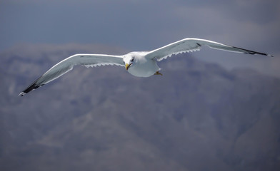 Seagulls flying and hovering in the sky