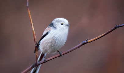 Long-tailed tit aegithalos caudatus sitting on branch of tree. Cute little fluffy bird in wildlife.