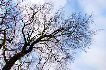 branches of tree in winter