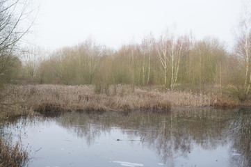 landscape with lake and forest