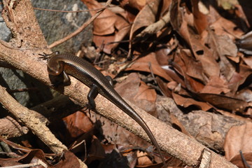 Lizard in vietnam rain forest