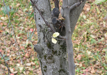 tree trunks of trees in the garden