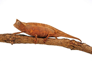 Brown Leaf Chameleon / Augenzipfelstummelschwanzchamäleon (Brookesia superciliaris) © bennytrapp