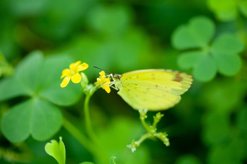 butterfly in the garden