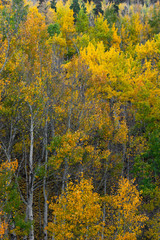 Obraz premium A Study Of Aspen