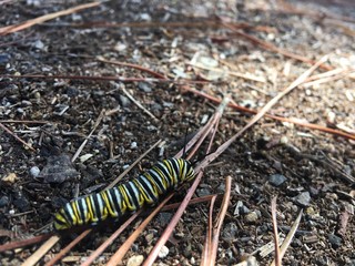 Caterpillar walking over the pine needles on the ground, with copy space.