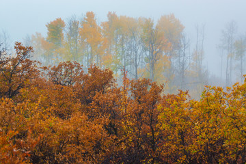 Morning Autumn Fog
