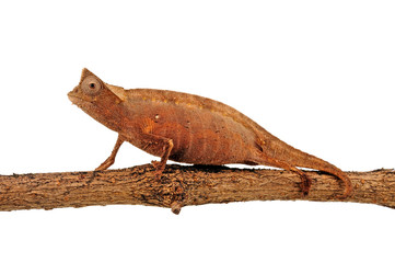 Brown Leaf Chameleon / Augenzipfelstummelschwanzchamäleon (Brookesia superciliaris) © bennytrapp