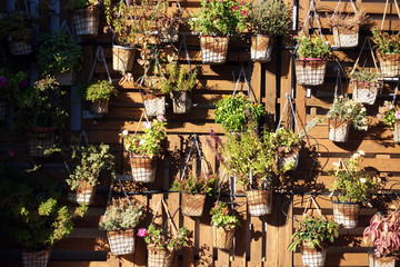Homegrown and aromatic herbs in old pots at a wall