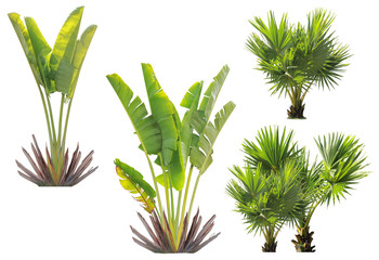 Isolated tree on white background, make clipping path