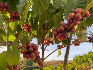 Closed up at coffee beans growing in a farm. They’re very fresh and colorful with red, orange, yellow and brown. Selective focus.
