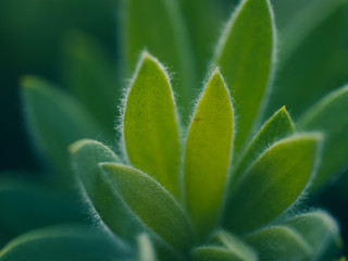 Fototapeta premium green leaves of plant