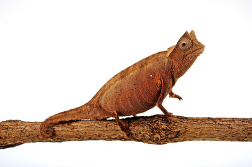 Brown Leaf Chameleon / Augenzipfelstummelschwanzchamäleon (Brookesia superciliaris) - obrazy, fototapety, plakaty