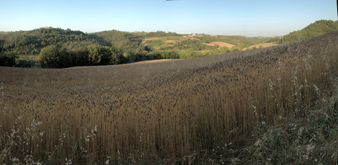 Oat field in late evening light, Montespertoli in Florence